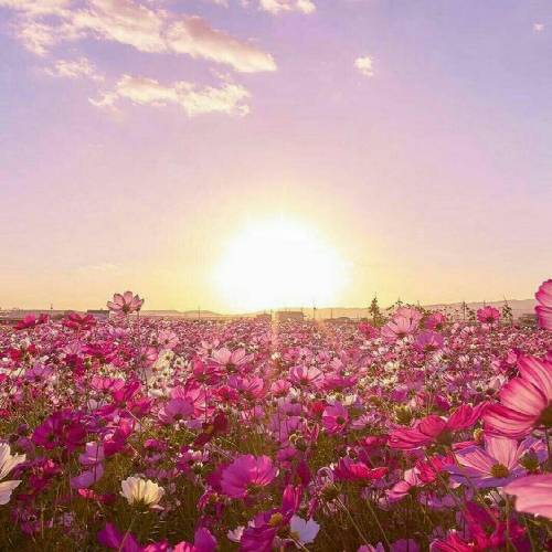 بورای حاتیرام اولسون